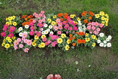 Flowers blooming on field