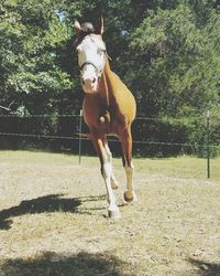 Horse standing on field