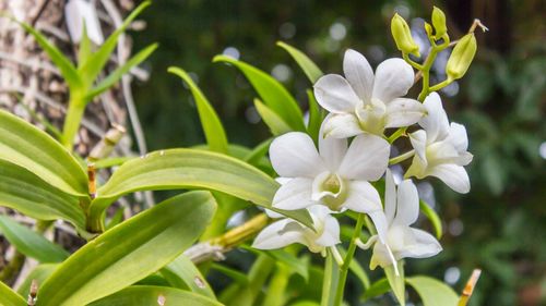 Close-up of white flowering plant