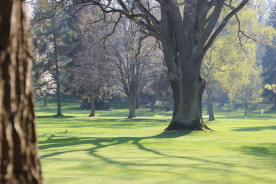 Trees in park