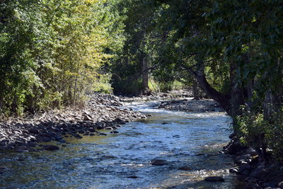 River flowing amidst trees in forest