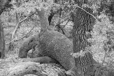 Close-up of lizard on tree