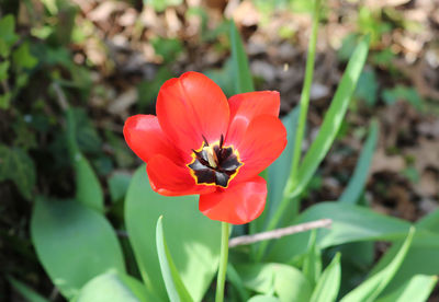 Close-up of bee pollinating on red flower