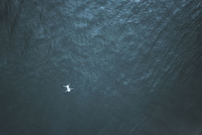 High angle view of man swimming in sea