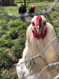 View of a rooster on land