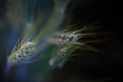 Close-up of plants growing outdoors