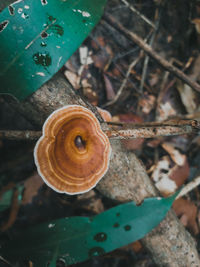 High angle view of snail on land