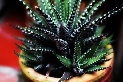 Close-up of water drops on leaf