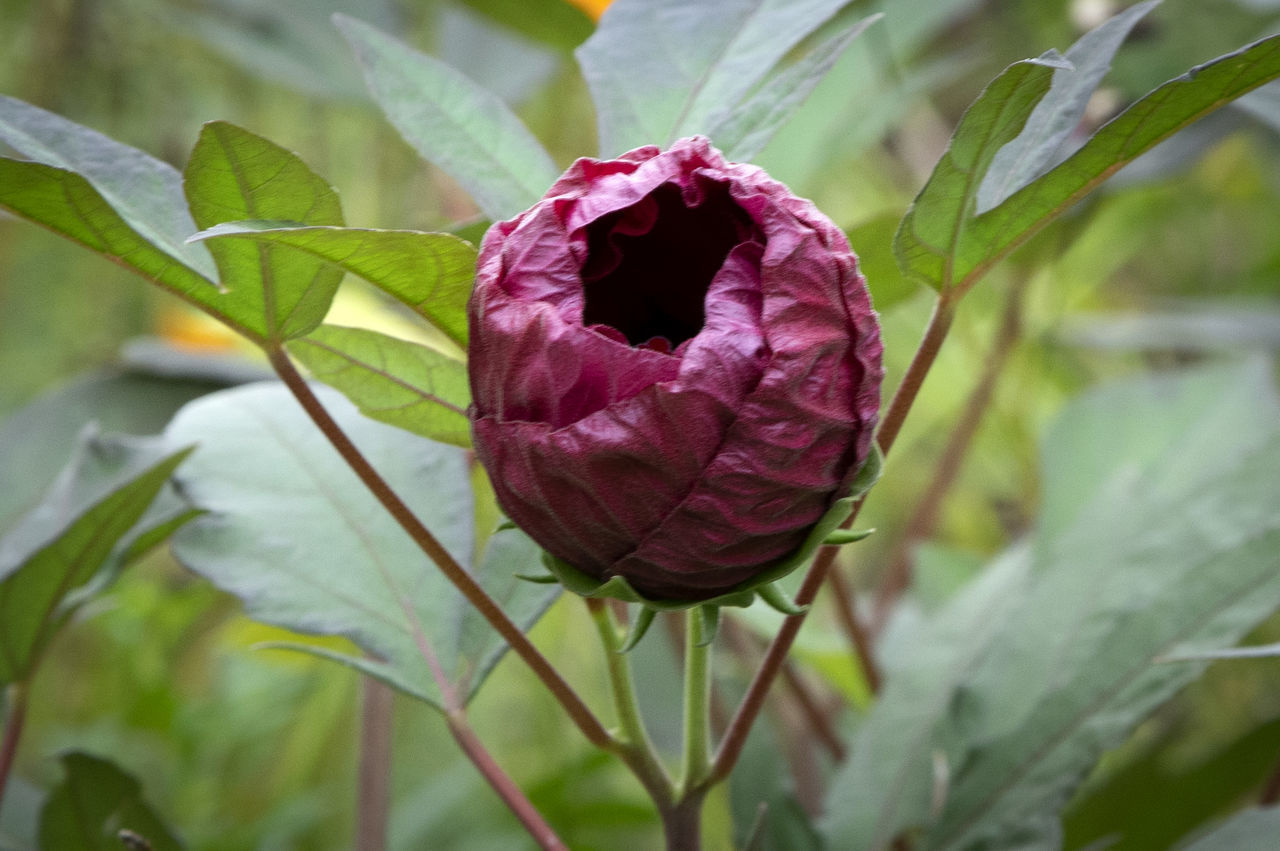 CLOSE-UP OF PURPLE FLOWER