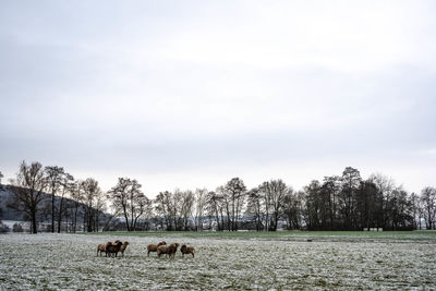 View of sheep on field against sky