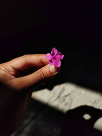 Cropped hand of woman holding flower