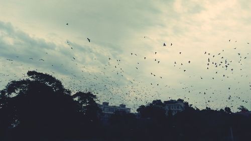 Low angle view of birds flying in sky