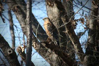 Low angle view of bird perching on tree