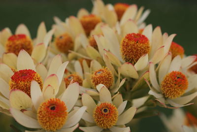 Close-up of fresh white daisy flowers