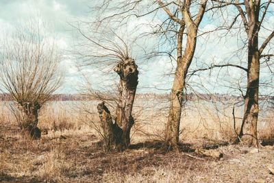 Bare trees on landscape