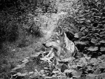 Profile black and white of wolf in germany
