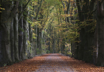 Footpath along trees