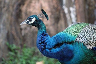 Close-up of peacock