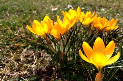 Close-up of yellow flowers blooming in field