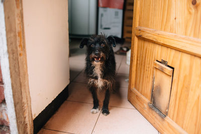 Portrait of black dog on floor at home