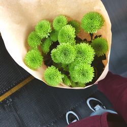 Close-up of man holding seedlings in paper bag 