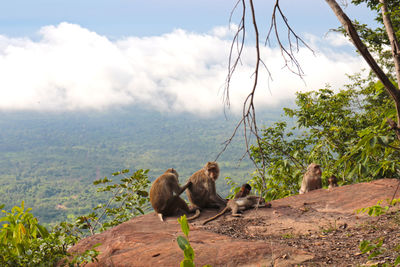View of monkey on rock against sky