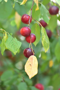 fruit