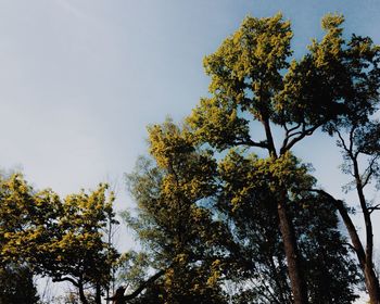 Low angle view of trees against blue sky