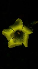 Close-up of yellow flower blooming against black background