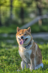 View of a dog on field