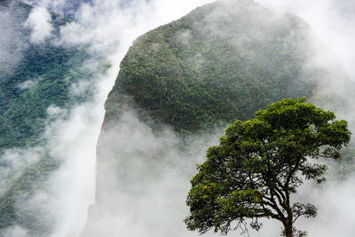 Scenic view of tree against sky