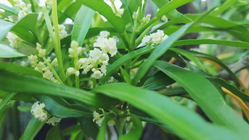 Close-up of white flowers