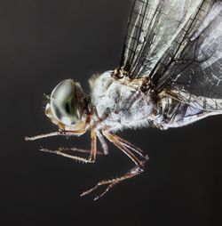 Close-up of spider on web against black background