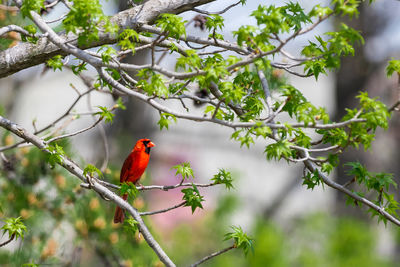 Bird perching on branch