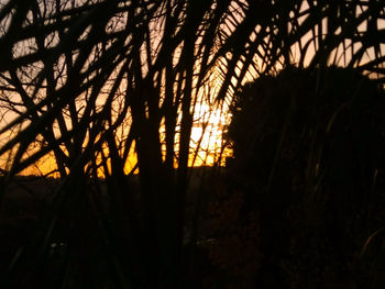 Silhouette trees against sky during sunset