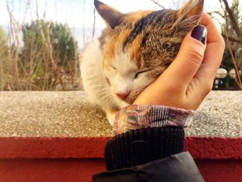 Cropped hand of person petting cat on wall