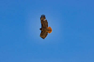 Low angle view of eagle flying against clear blue sky