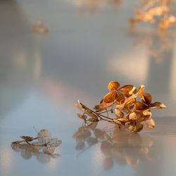 Close-up of leaves