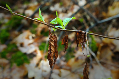 nature