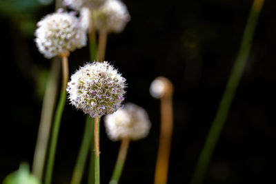 Close-up of white flowering plant