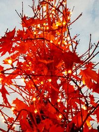 Low angle view of autumn tree against sky