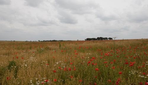 Scenic view of grassy field against cloudy sky