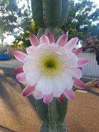 Close-up of pink flower