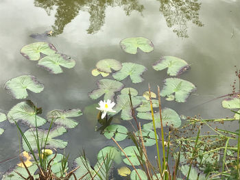 Lotus water lily in lake