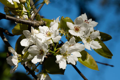 Pear blossom in bloom