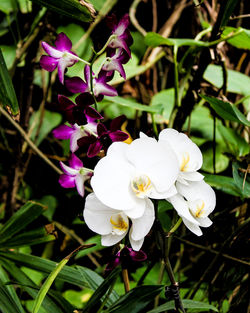 Close-up of white flowers blooming outdoors