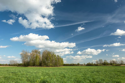 Scenic view of trees on the green meadow against blue sky