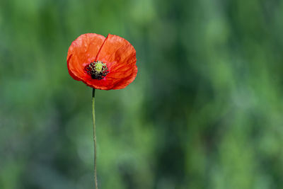 Close-up of red flower