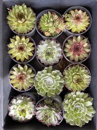 High angle view of potted plants