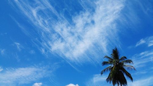 Low angle view of palm trees against blue sky